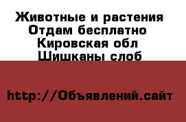 Животные и растения Отдам бесплатно. Кировская обл.,Шишканы слоб.